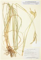 藏品(沙地須芒草)的圖片